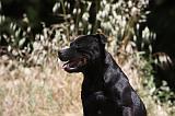 STAFFIE 415